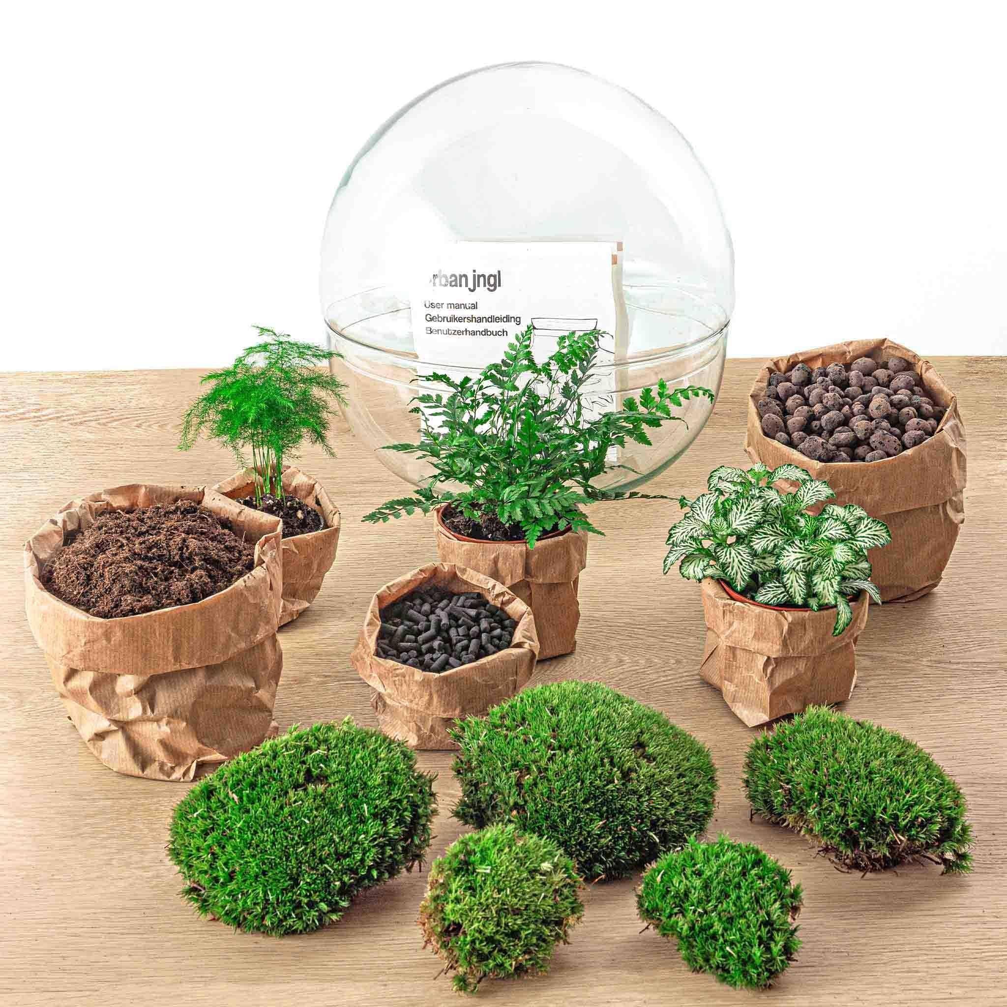 Diy Terrarium - D30 H30cm - Image 4