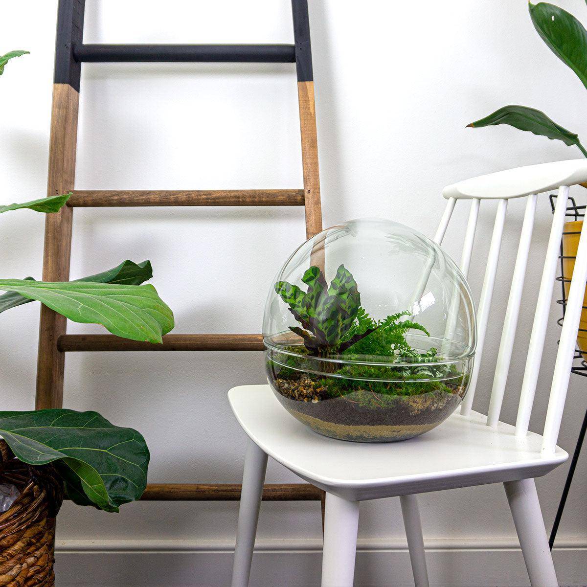 Diy Terrarium - D30 H30cm - Image 2