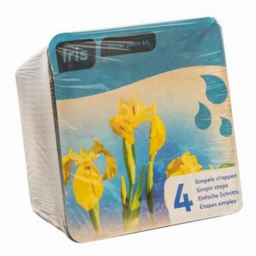 Moerings - Kit de 2 plantes aquatiques - bassin et fontaine - Iris violet - Imagen 4