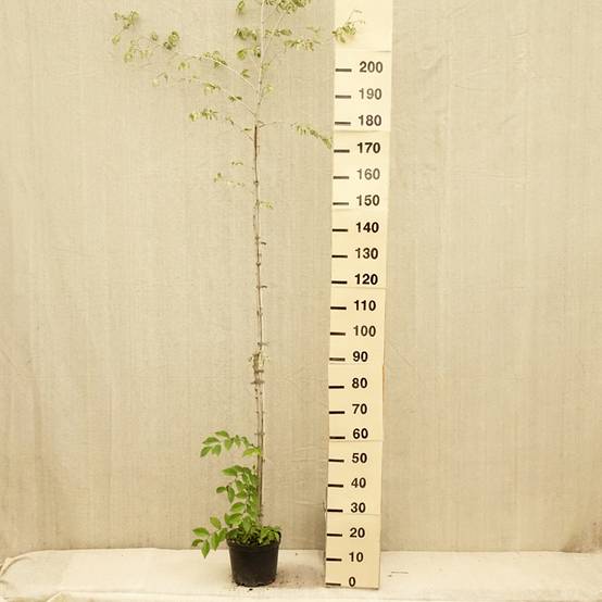 Promesse de Fleurs - Ulmus minor Argenteovariegata - Orme champêtre panaché Pot de 4L/5L, Tige - Image 2