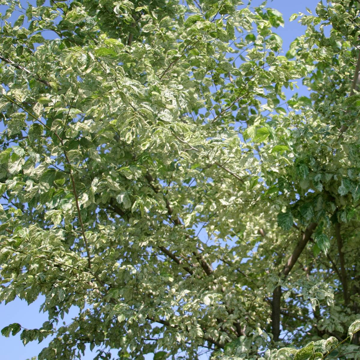 Promesse de Fleurs - Ulmus minor Argenteovariegata - Orme champêtre panaché Pot de 4L/5L, Tige