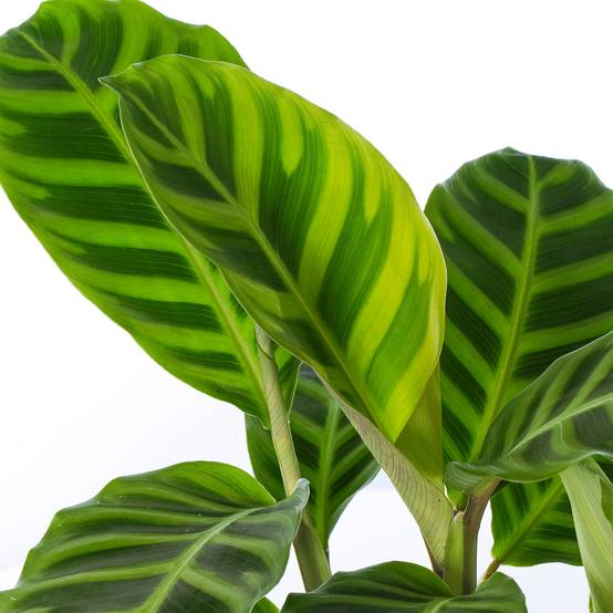 Gardenersdream - Gardenersdream Marante Zébrée En Panier (Calathea Zebrina) Plantes Exotiques Dans Un Pot Décoratif 30-40 Cm - GardenersDream - Image 3