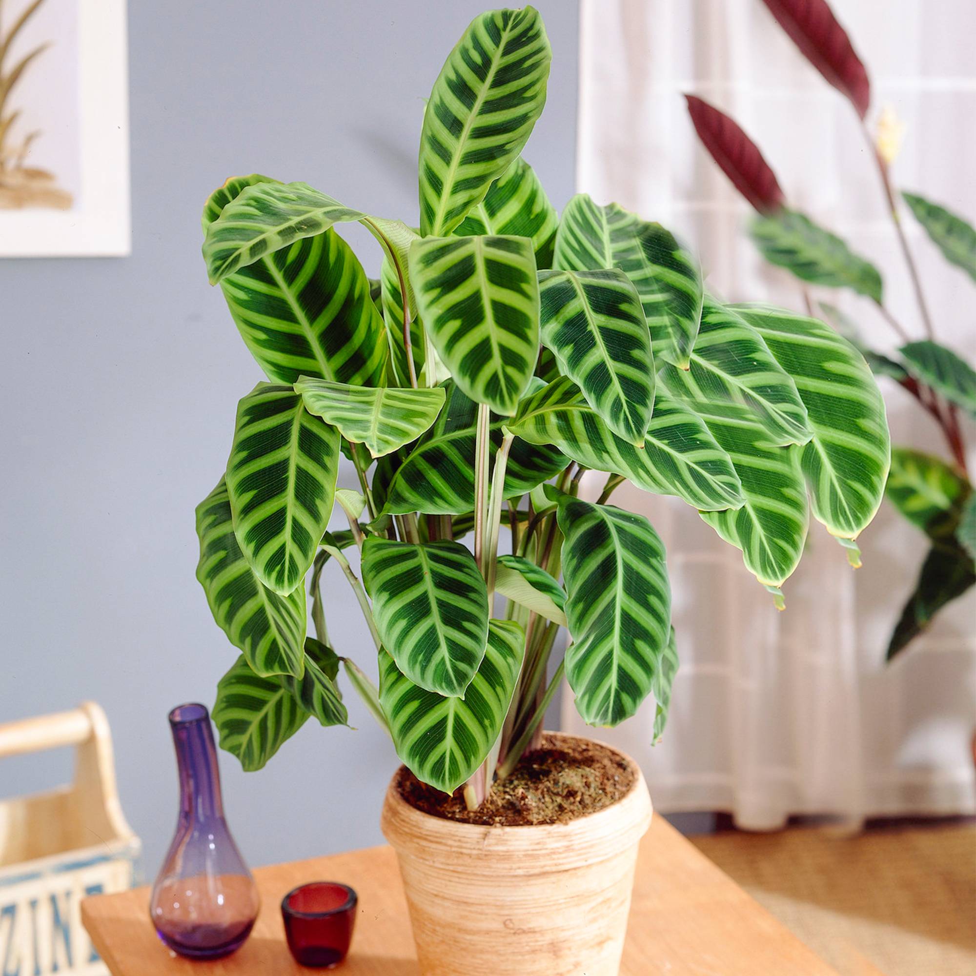 Gardenersdream - Gardenersdream Marante Zébrée En Panier (Calathea Zebrina) Plantes Exotiques Dans Un Pot Décoratif 30-40 Cm - GardenersDream - Image 1