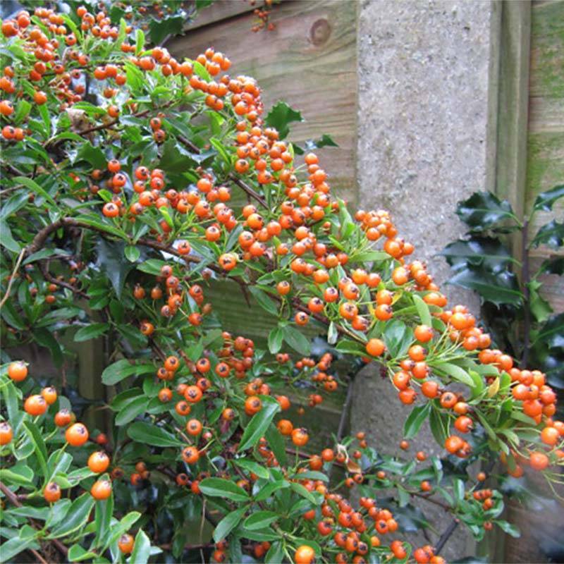Promesse de Fleurs - Pyracantha Teton - Buisson ardent Pot de 2L/3L