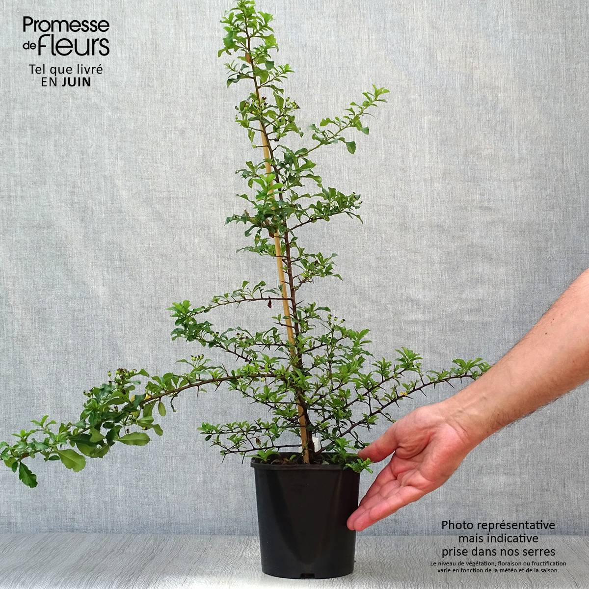 Pyracantha Teton - Buisson ardent Pot de 2L/3L - Image 2