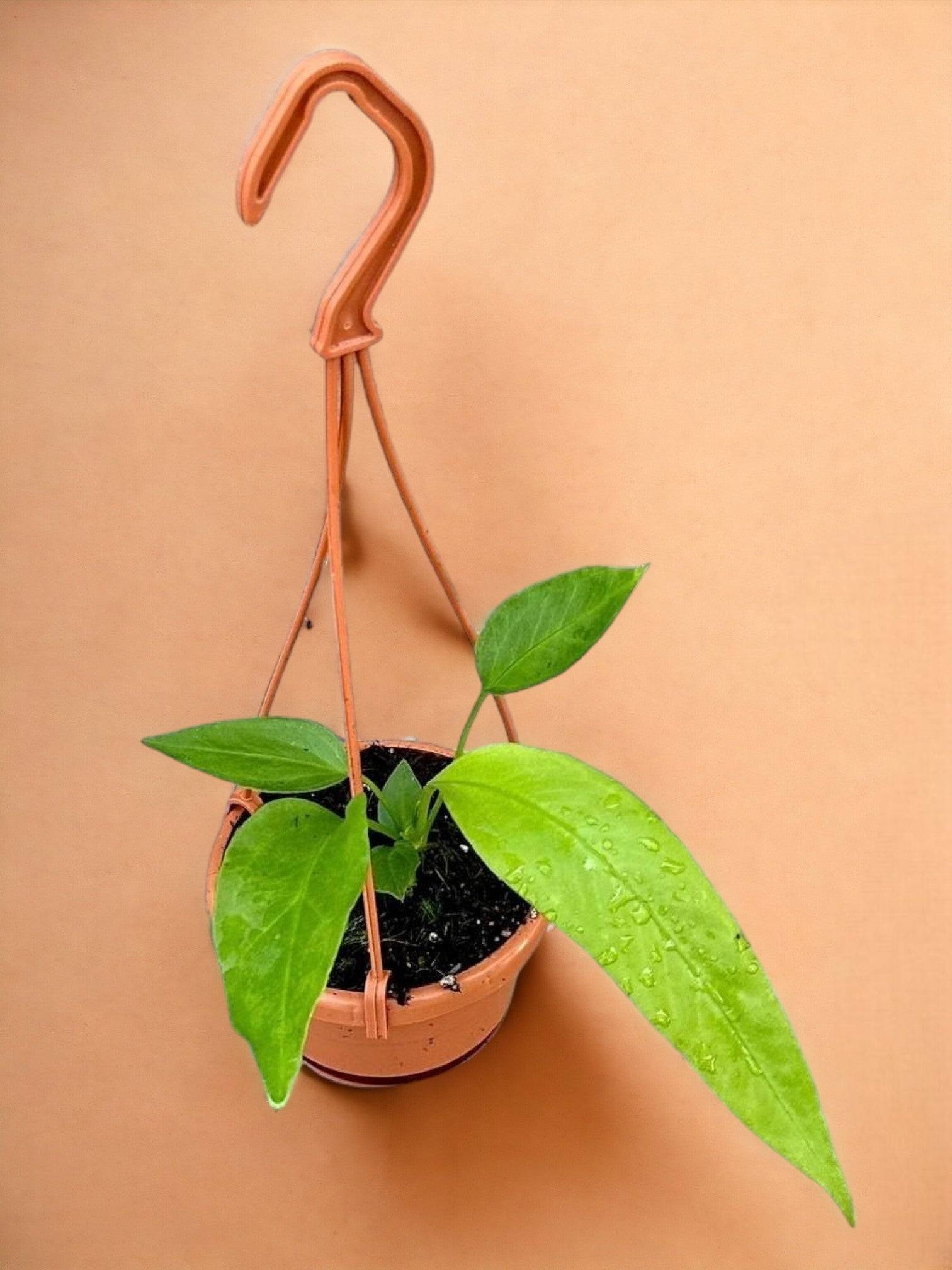 Anthurium Vittarifolium- La Green Touch