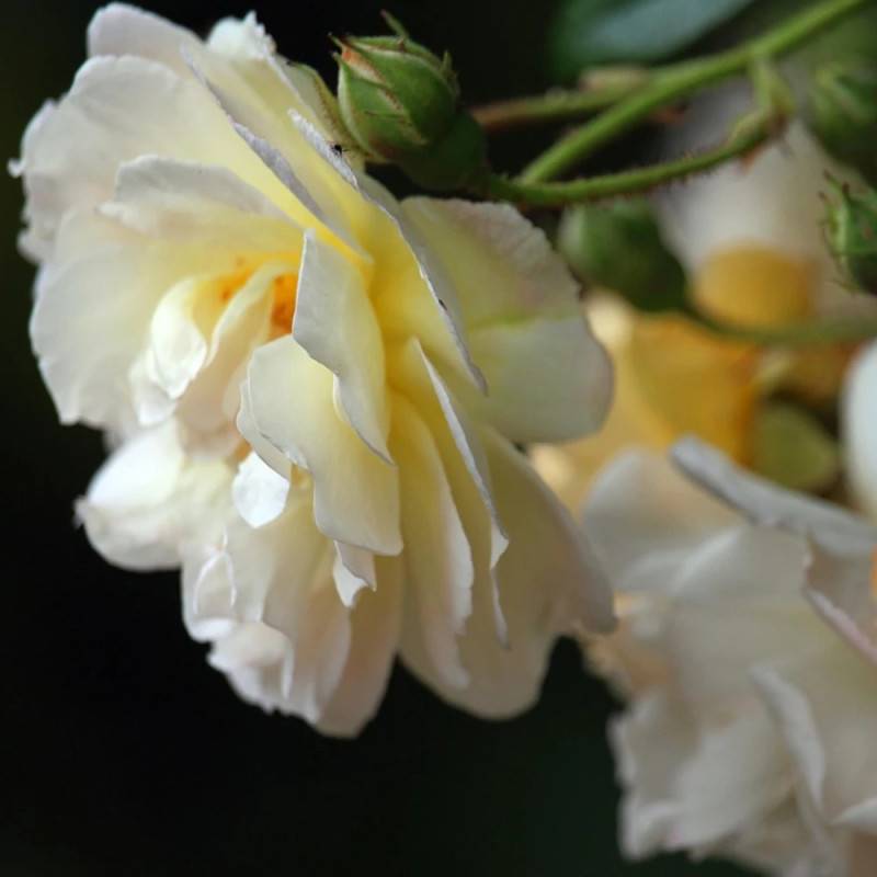 Rosier liane Albéric Barbier à fleurs Blanche - feuillage Caduc - port grimpantPot de 15L - 100/150 cm - hauteur à maturité 2.50 - Image 2