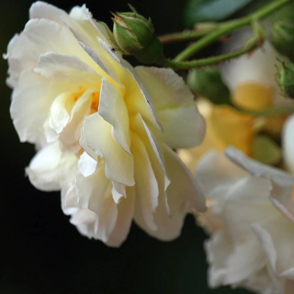 Rosier liane Albéric Barbier à fleurs Blanche - feuillage Caduc - port grimpantPot de 15L - 100/150 cm - hauteur à maturité 2.50