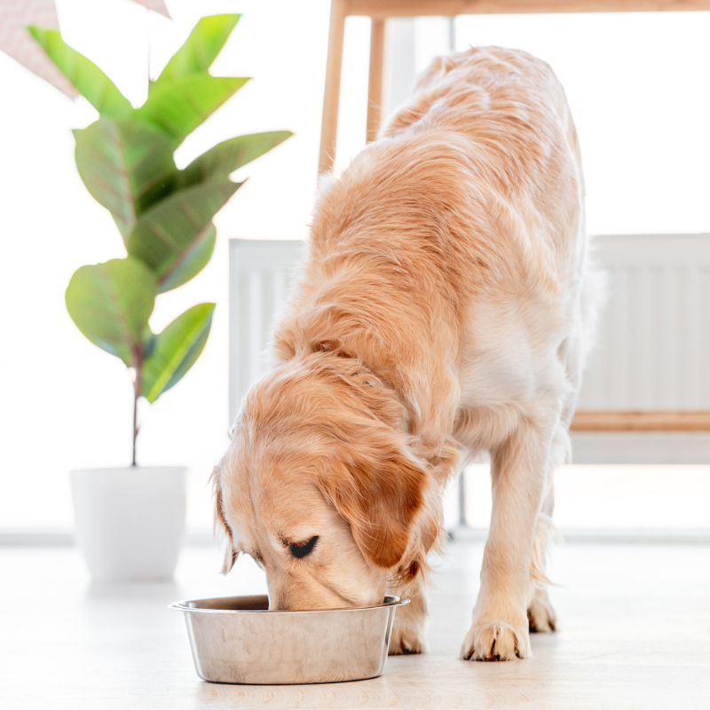 Canichef - Canichef - Terrines Sans Céréales Bio Volaille & Légumes pour Chien - Imagen 2