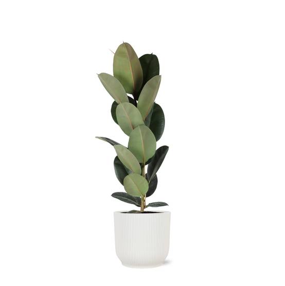 Ficus Elastica Robusta et son pot- La Green Touch Relief Blanc - Hauteur 90cm