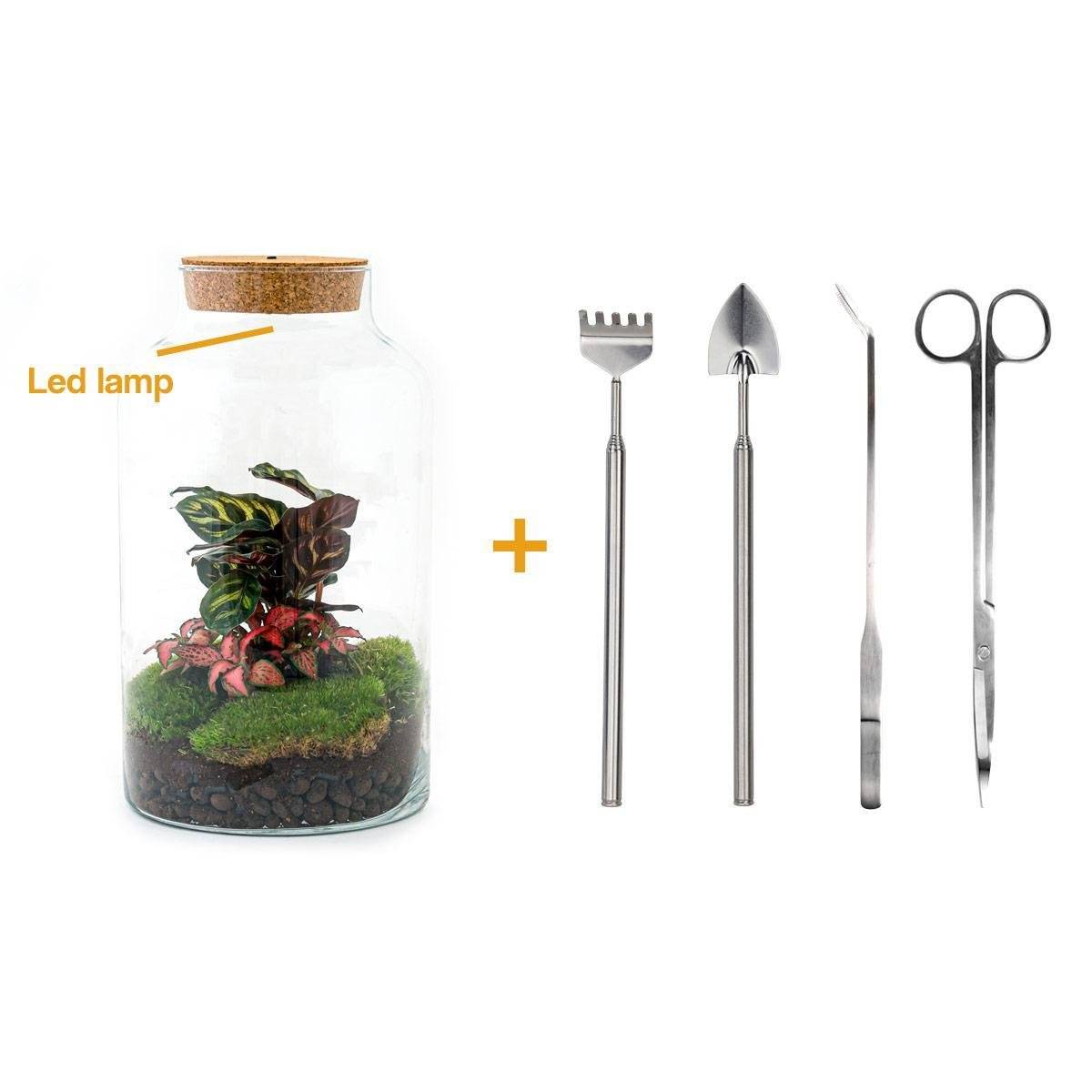 La Green Touch - Kit Terrarium DIY - MILA- La Green Touch Avec LED Calathea + Fittonia - Rateau + Pelle + Pince + Ciseaux