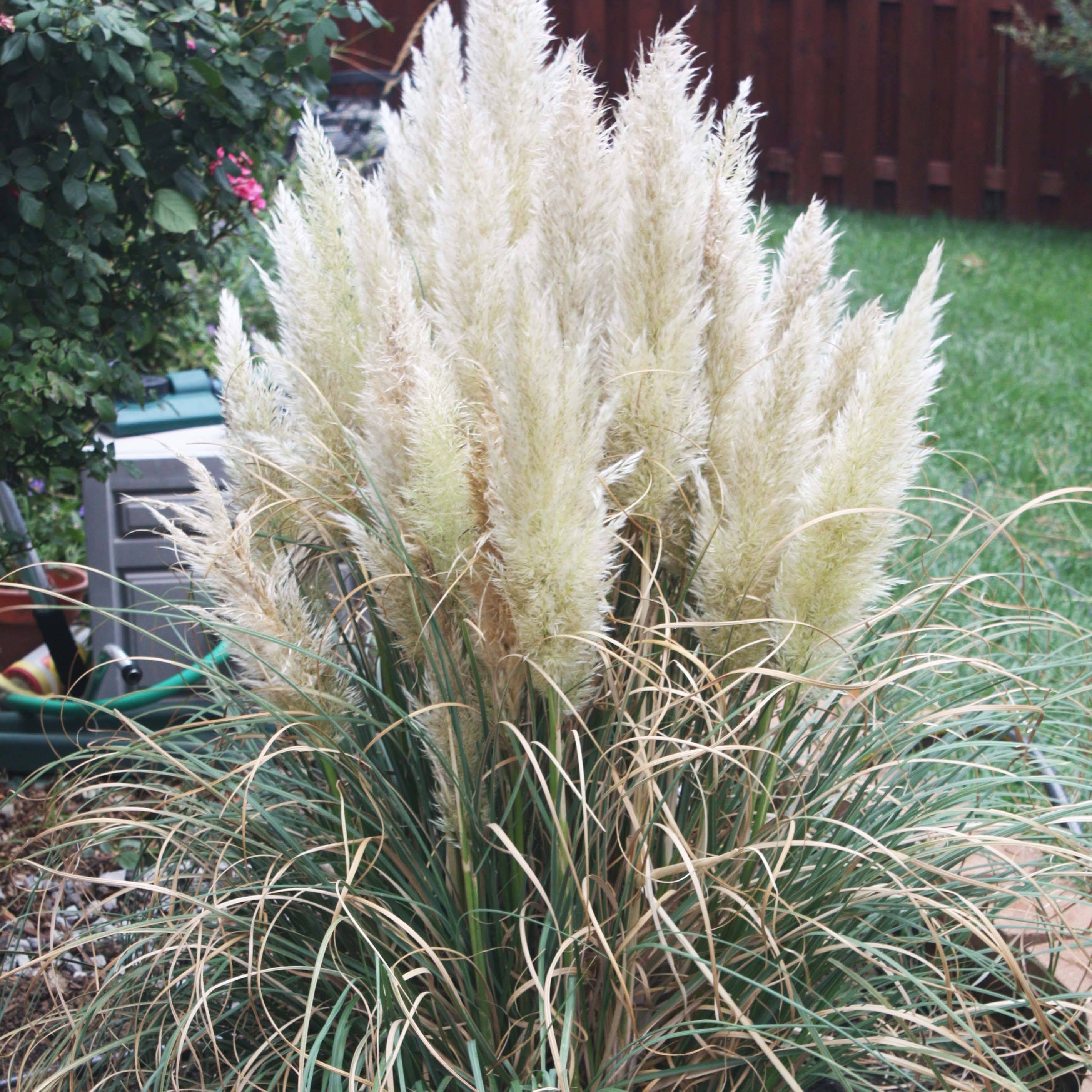 Cortaderia selloana Pumila - Herbe de la Pampa en godet