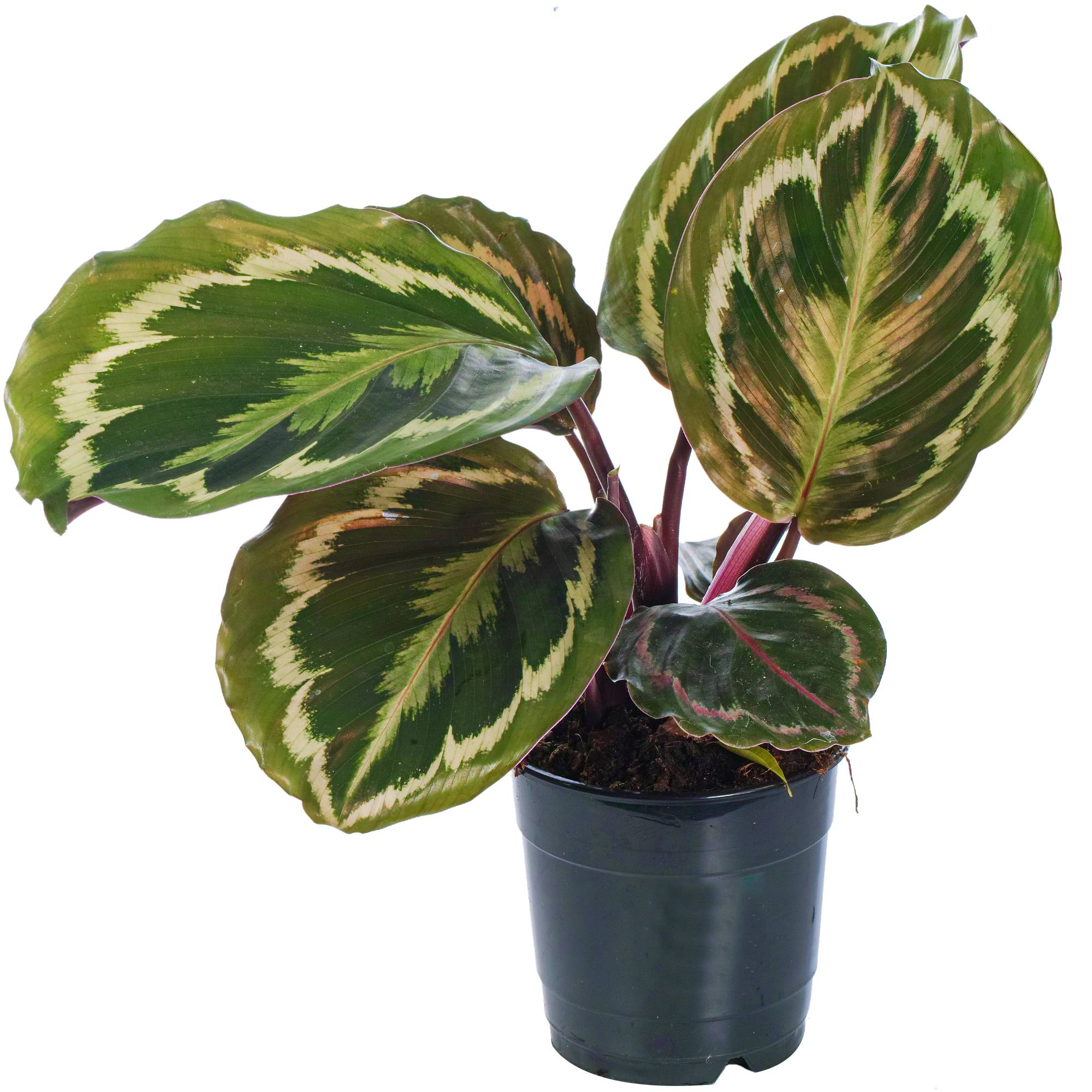 Gardenersdream - Calathea Médaillon | Plante D'Intérieur En Pot De Qualité Supérieure 30 À 40 Cm | Cadeau À Vendre - GardenersDream - Imagen 2