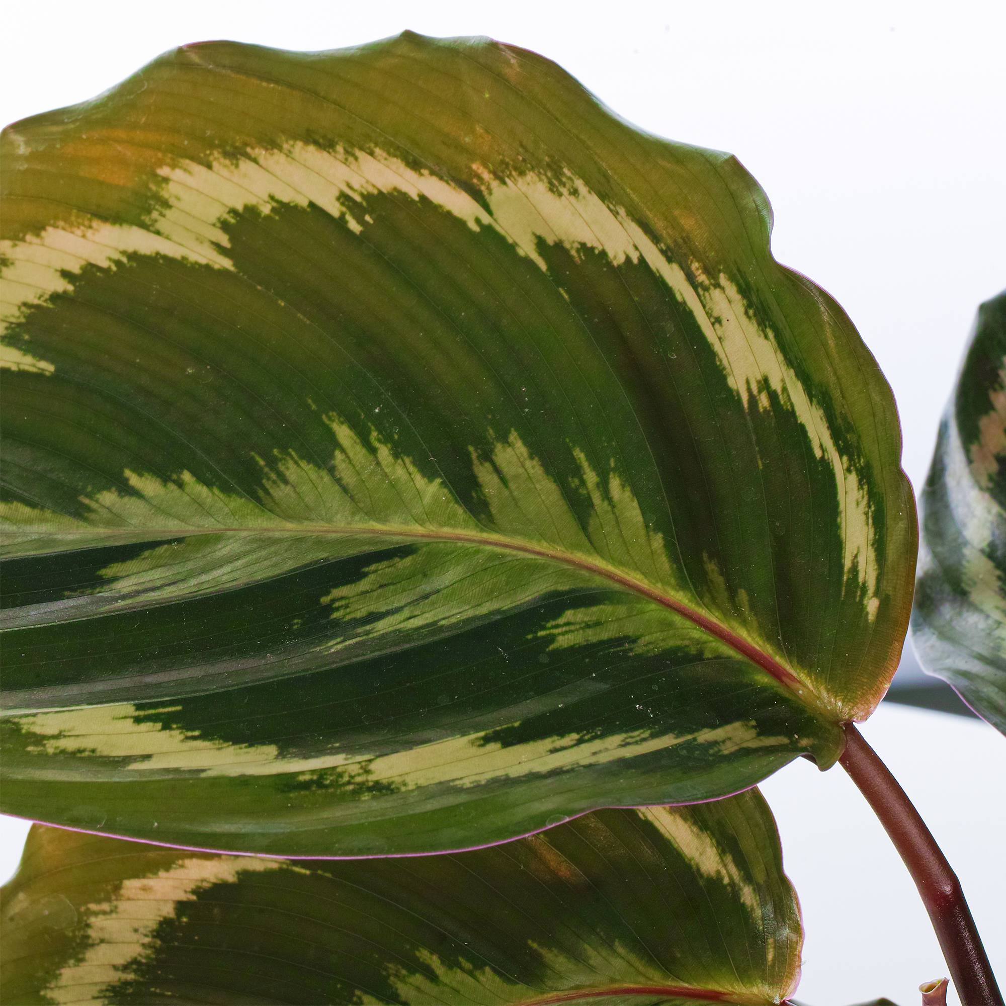 Gardenersdream - Calathea Médaillon | Plante D'Intérieur En Pot De Qualité Supérieure 30 À 40 Cm | Cadeau À Vendre - GardenersDream - Imagen 3
