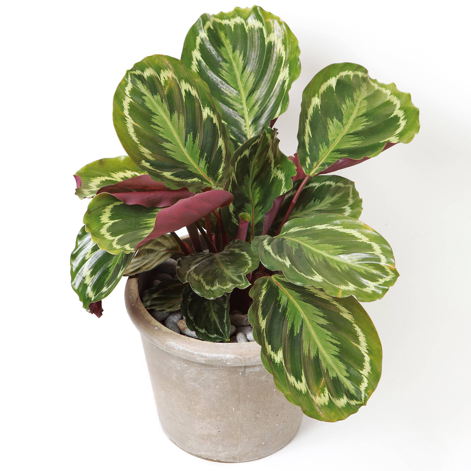 Gardenersdream - Calathea Médaillon | Plante D'Intérieur En Pot De Qualité Supérieure 30 À 40 Cm | Cadeau À Vendre - GardenersDream - Imagen 1