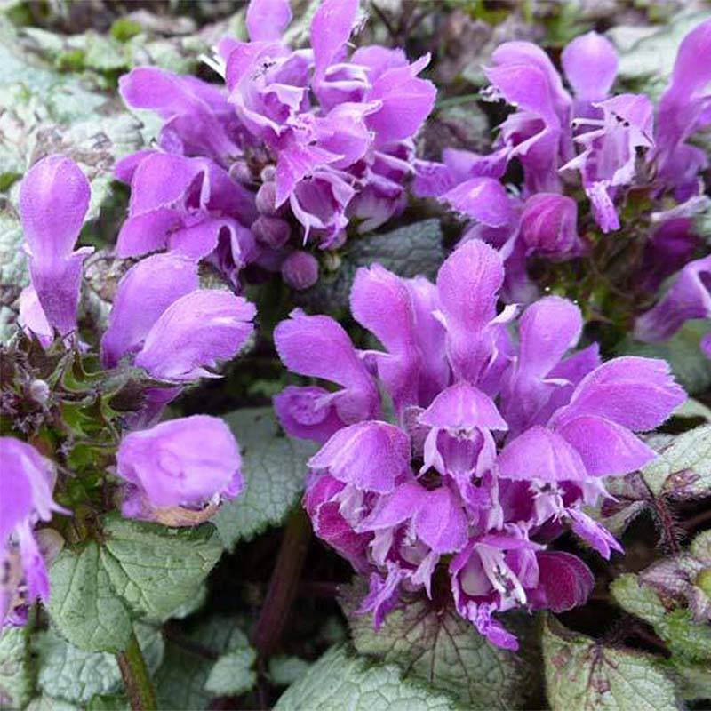 Lamium maculatum Sterling Silver - Lamier argenté Godet de 8/9 cm