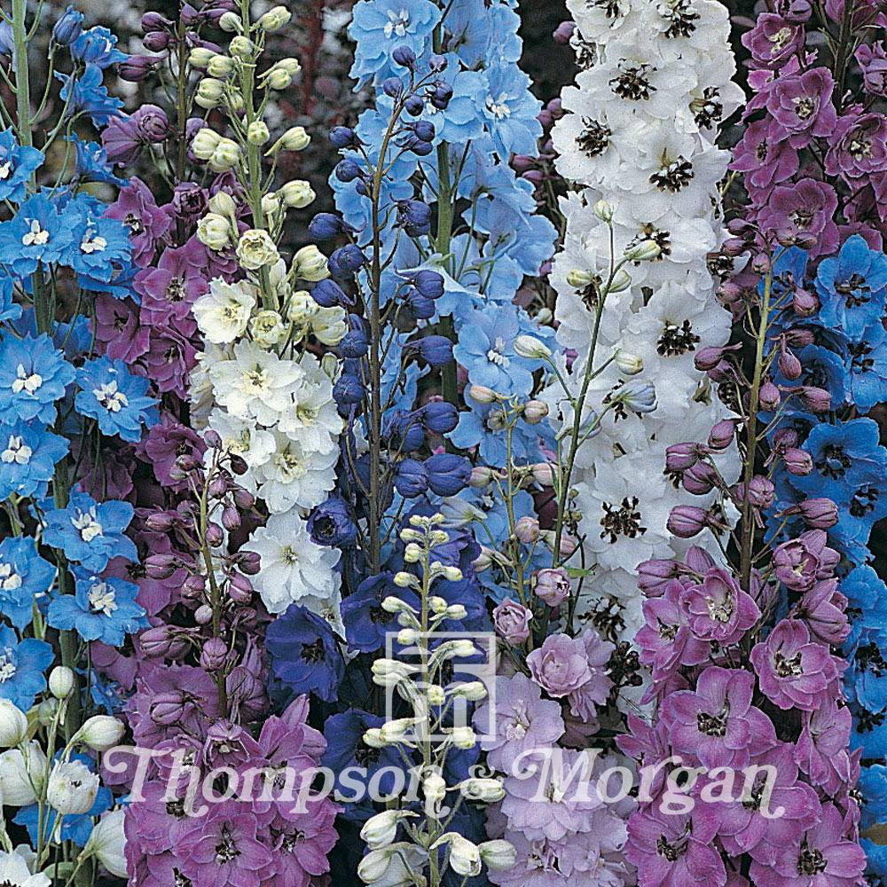 Graines de Delphinium Pacific Giants Mixed - Pieds d'Alouette vivace le sachet de 100 graines environ (0,3g)