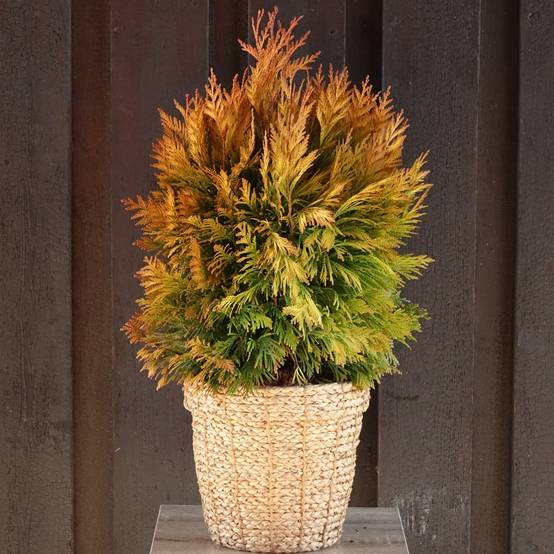 Promesse de Fleurs - Thuya géant - Thuja plicata 4 Ever Goldy Godet de 8/9 cm