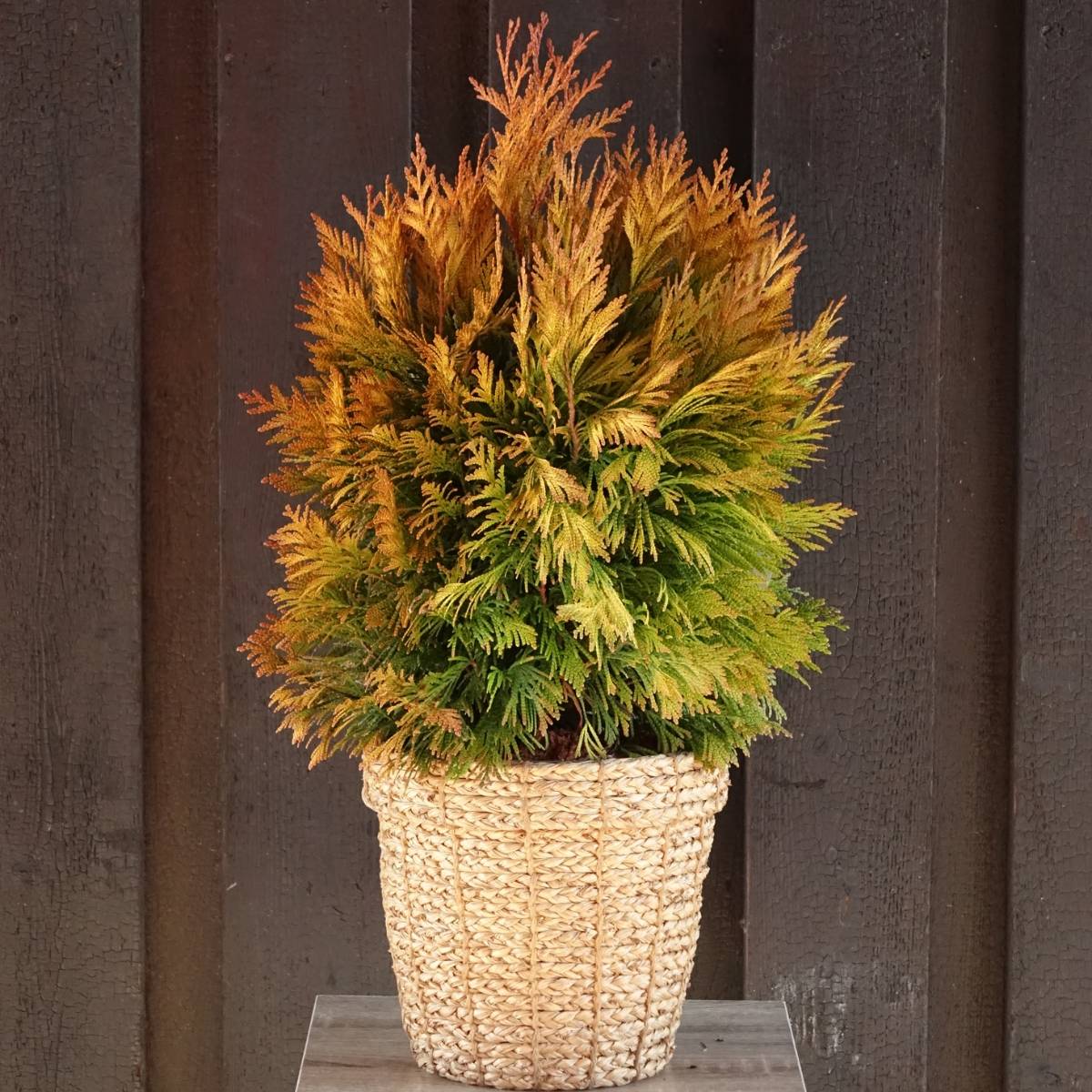 Promesse de Fleurs - Thuya géant - Thuja plicata 4 Ever Goldy Godet de 8/9 cm