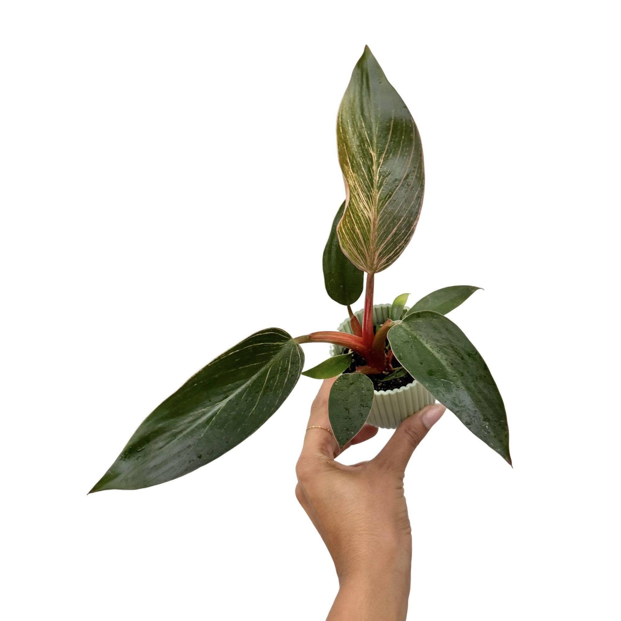 Philodendron Pink Birkin (Bikini) - Pot de 6cm - Plantes d'intérieur - Image 1