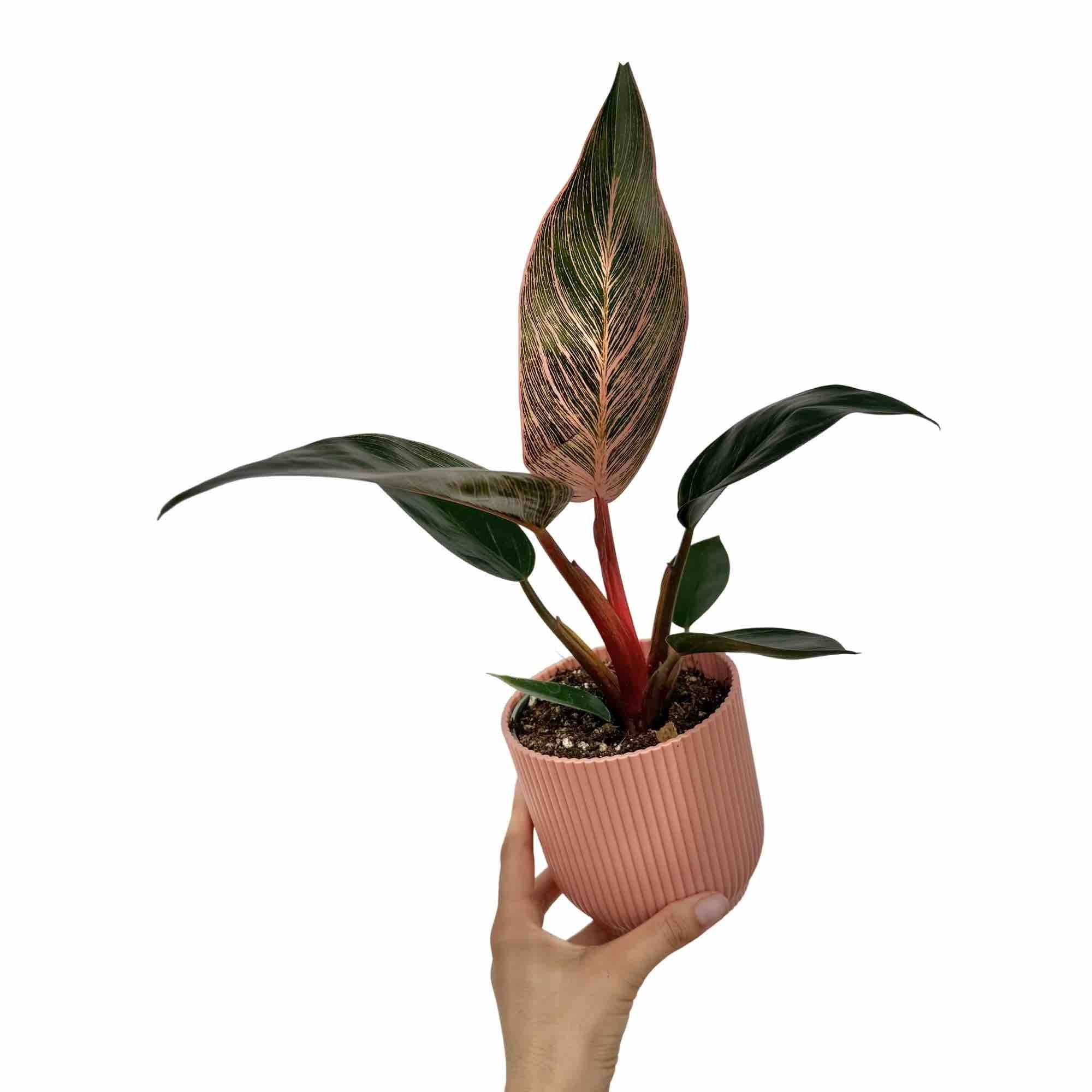 Philodendron Pink Birkin (Bikini) - Pot de 6cm - Plantes d'intérieur - Image 5