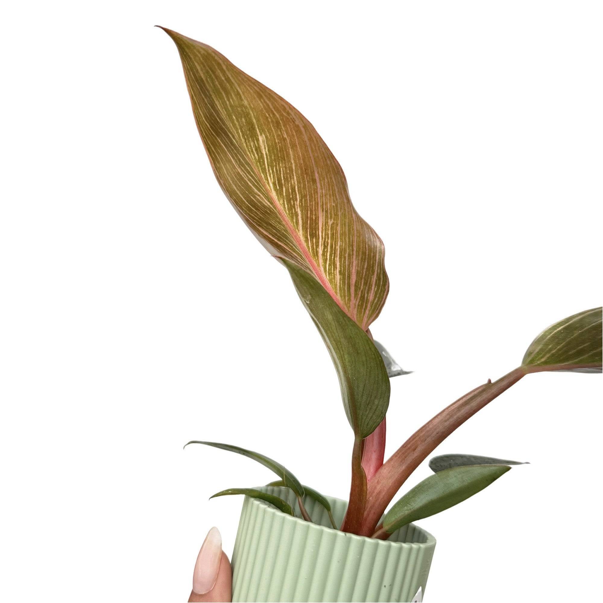 Philodendron Pink Birkin (Bikini) - Pot de 6cm - Plantes d'intérieur - Image 8