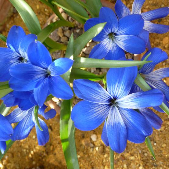 Promesse de Fleurs - Tecophilaea cyanocrocus - Crocus bleu du Chili Bulbe calibre I (par 2)