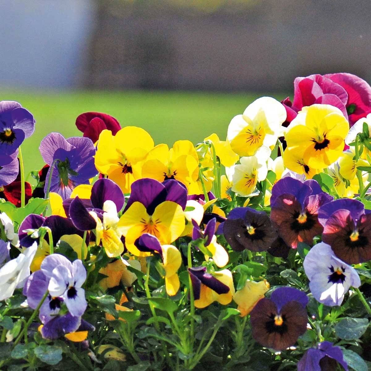 Promesse de Fleurs - Viola cornuta Butterfly en mélange Mini-motte Mini-motte Ø 3/4 cm (par 5)