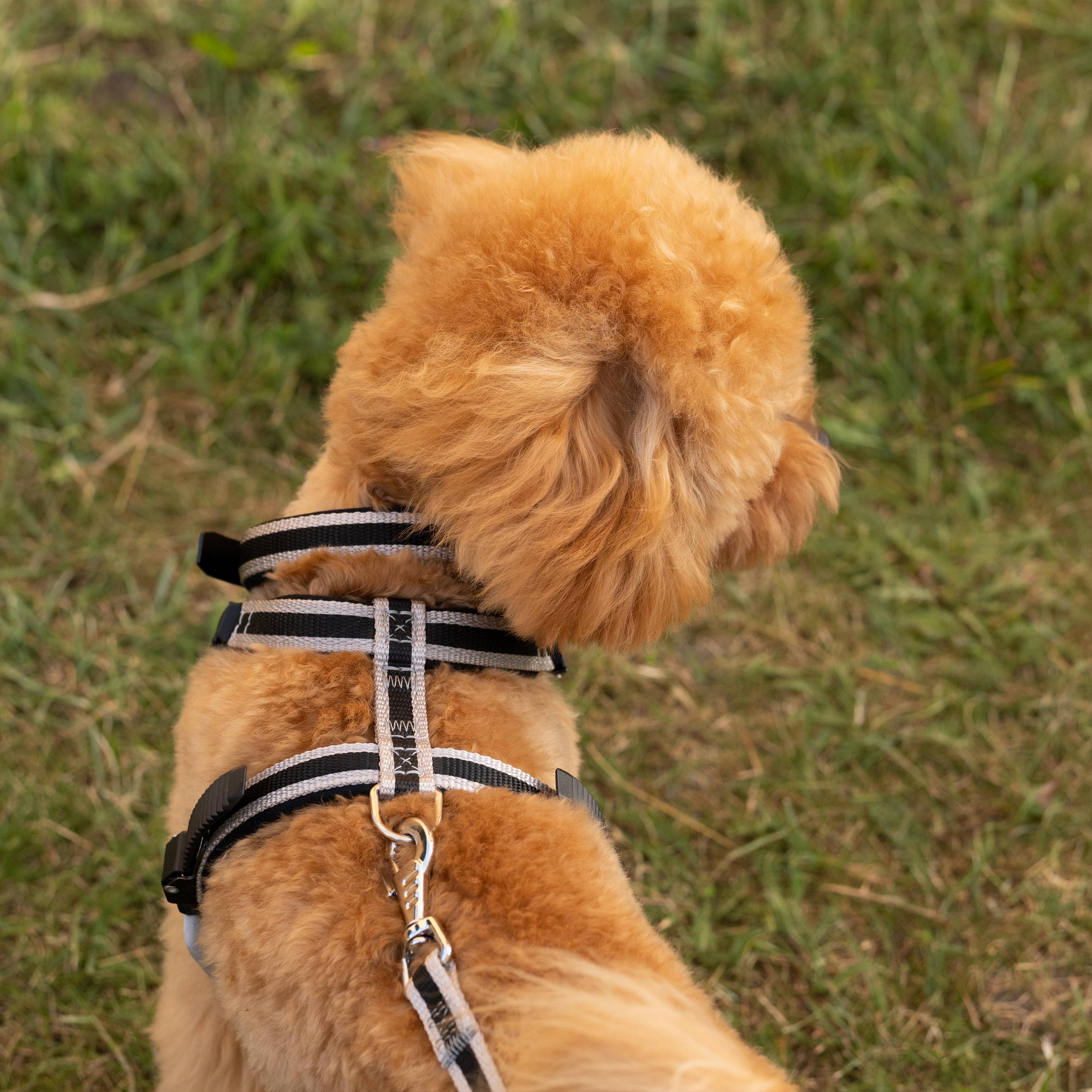 Ferplast - Ferplast Harnais pour chien petite taille ERGOCOMFORT SMALL, Harnais pour chien réglable, Confortable, Rembourré, Fermeture double micro-ajustement, - Imagen 4