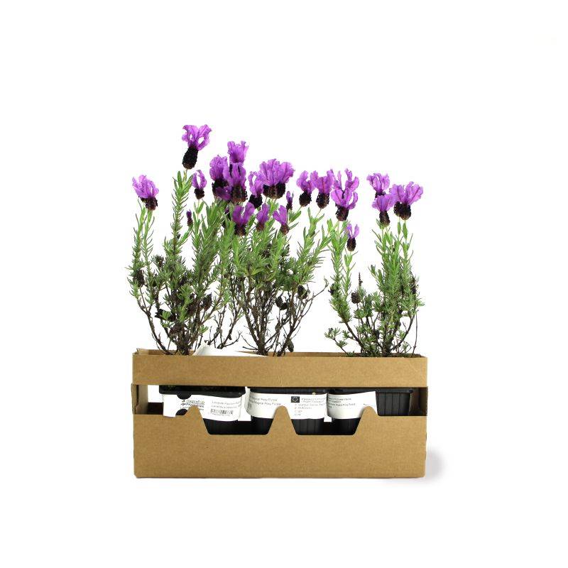 3 Lavandes papillon 'Magical Posy Purple' (Lavandula stoechas Magical Posy Purple) - Lot de 3 vivaces - Pépinières Naudet - Image 4