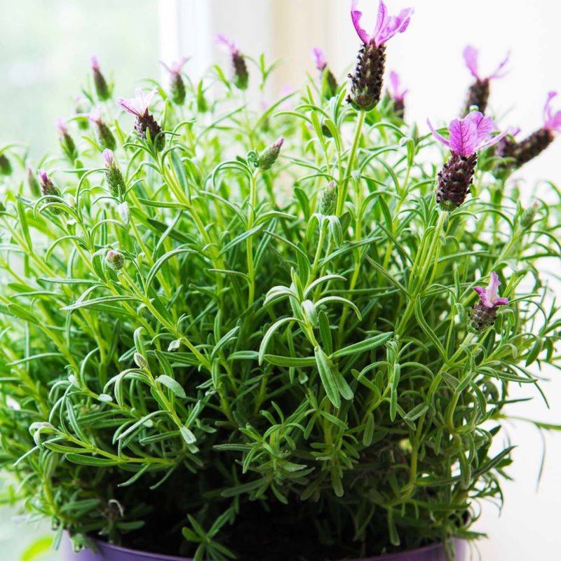 3 Lavandes papillon 'Magical Posy Purple' (Lavandula stoechas Magical Posy Purple) - Lot de 3 vivaces - Pépinières Naudet - Image 1