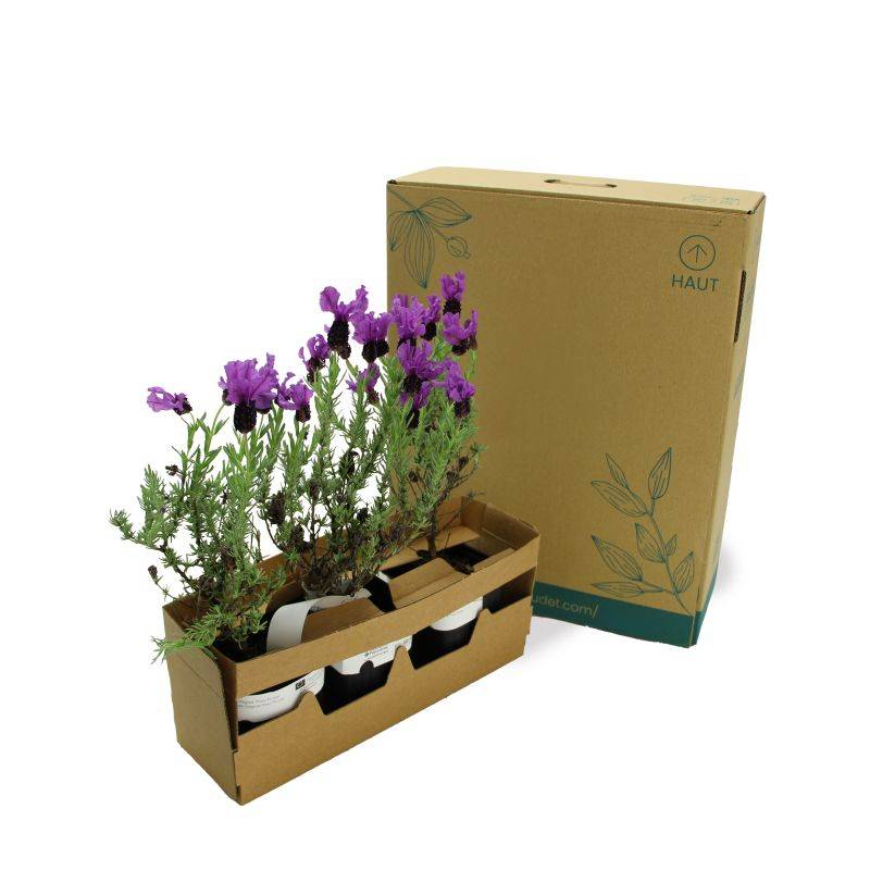 3 Lavandes papillon 'Magical Posy Purple' (Lavandula stoechas Magical Posy Purple) - Lot de 3 vivaces - Pépinières Naudet - Image 5