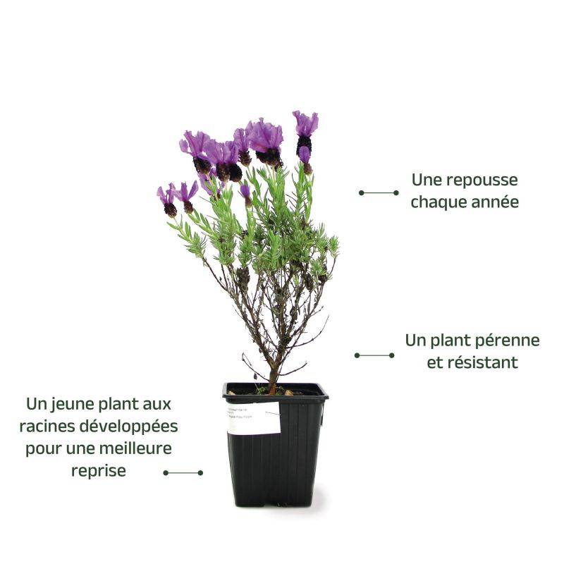 3 Lavandes papillon 'Magical Posy Purple' (Lavandula stoechas Magical Posy Purple) - Lot de 3 vivaces - Pépinières Naudet - Image 3