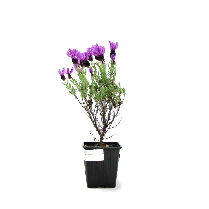 3 Lavandes papillon 'Magical Posy Purple' (Lavandula stoechas Magical Posy Purple) - Lot de 3 vivaces - Pépinières Naudet - Image 2