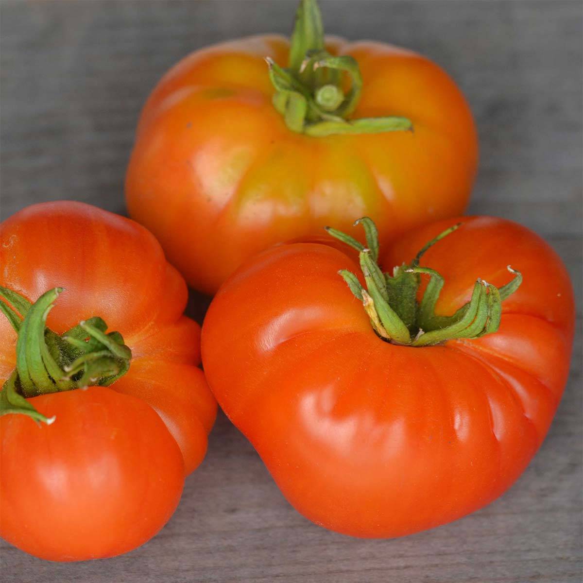 Tomate Joyau d'Oaxaca Bio - Ferme de Sainte Marthe le sachet de 50 graines environ