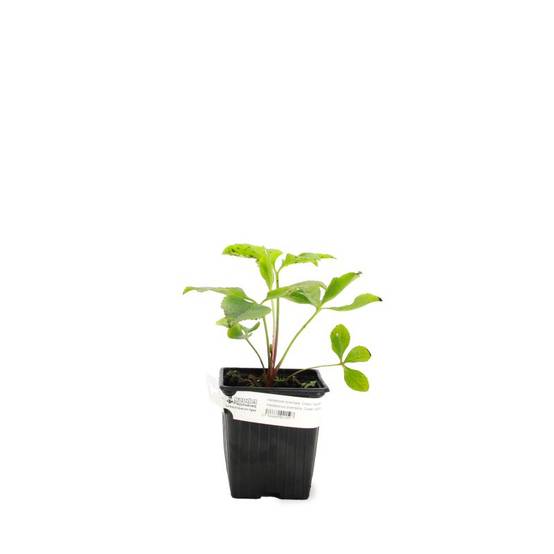 3 Hellébores orientales 'Green Spotted' (Helleborus Orientalis Green Spotted) - Lot de 3 vivaces - Pépinières Naudet - Image 2