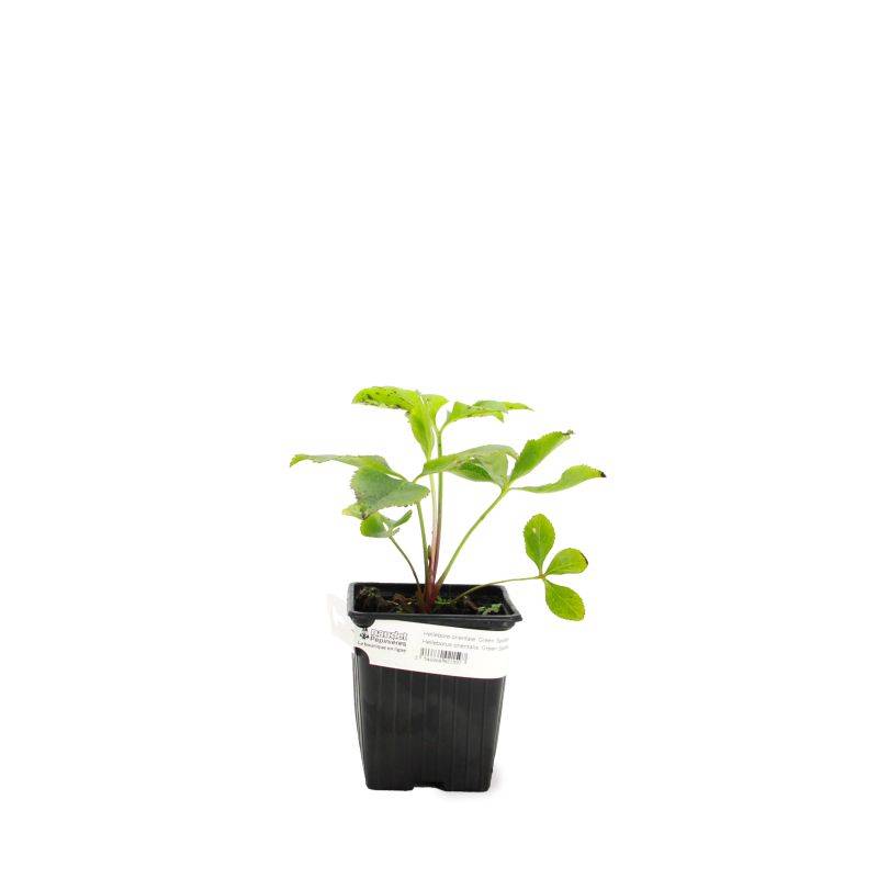 3 Hellébores orientales 'Green Spotted' (Helleborus Orientalis Green Spotted) - Lot de 3 vivaces - Pépinières Naudet - Image 2