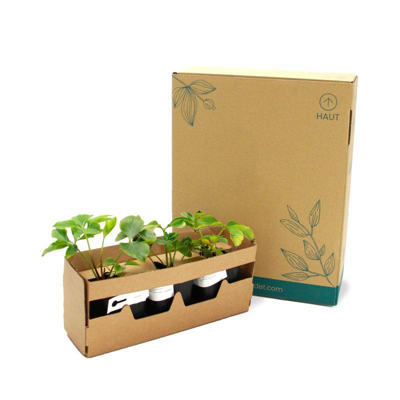3 Hellébores orientales 'Green Spotted' (Helleborus Orientalis Green Spotted) - Lot de 3 vivaces - Pépinières Naudet - Image 5