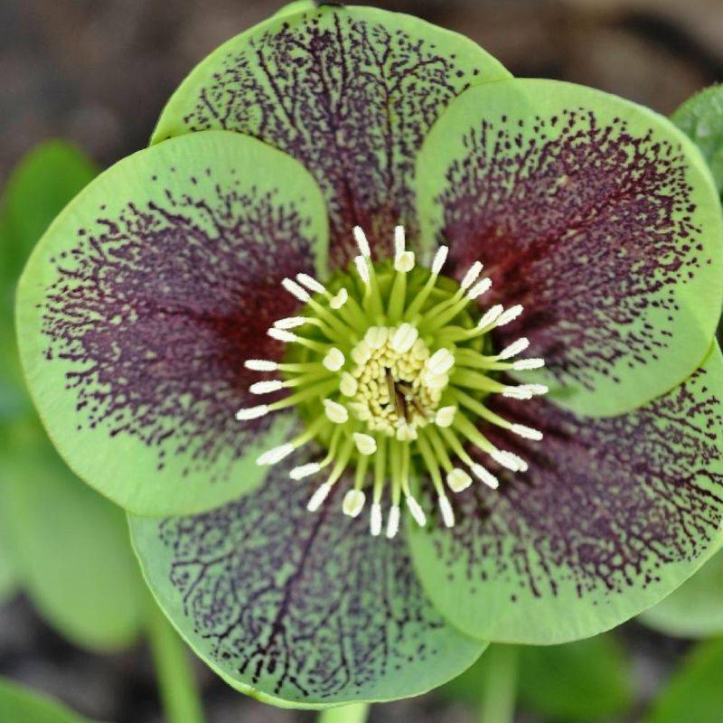 3 Hellébores orientales 'Green Spotted' (Helleborus Orientalis Green Spotted) - Lot de 3 vivaces - Pépinières Naudet - Image 1