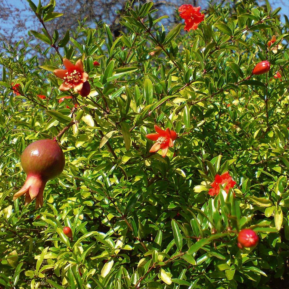 Promesse de Fleurs - Punica granatum Nana - Grenadier nain Pot de 2L/3L - Image 1