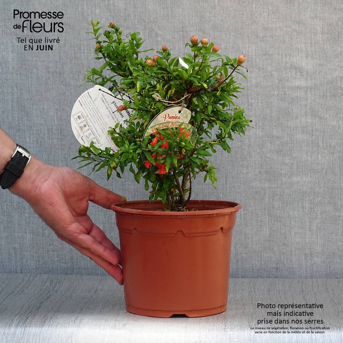 Promesse de Fleurs - Punica granatum Nana - Grenadier nain Pot de 2L/3L - Image 2