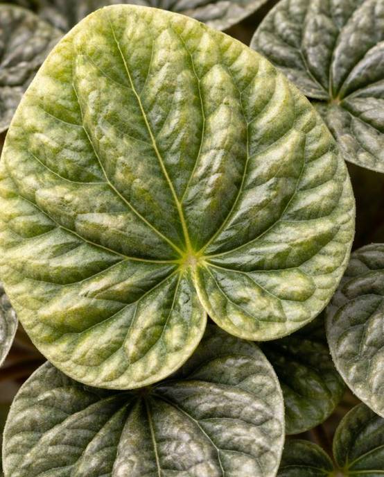 Peperomia Carperata Candora D. 14cm H. 15cm - Plante d'intérieur - IndoorPoppies - Image 2