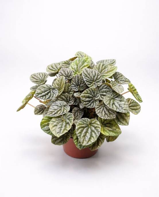 Peperomia Carperata Candora D. 14cm H. 15cm - Plante d'intérieur - IndoorPoppies - Image 1