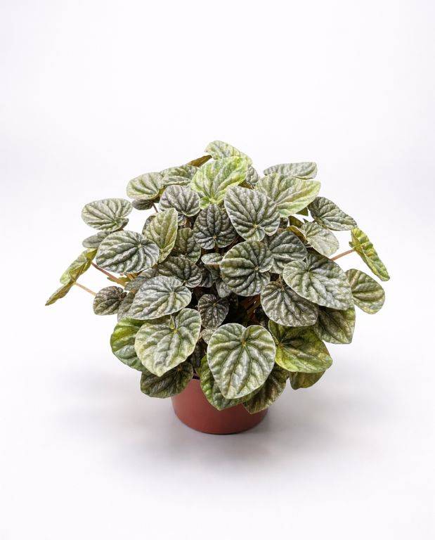 Peperomia Carperata Candora D. 14cm H. 15cm - Plante d'intérieur - IndoorPoppies - Image 1