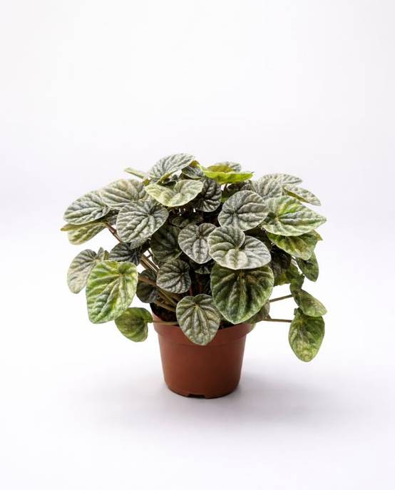 Peperomia Carperata Candora D. 14cm H. 15cm - Plante d'intérieur - IndoorPoppies - Image 3