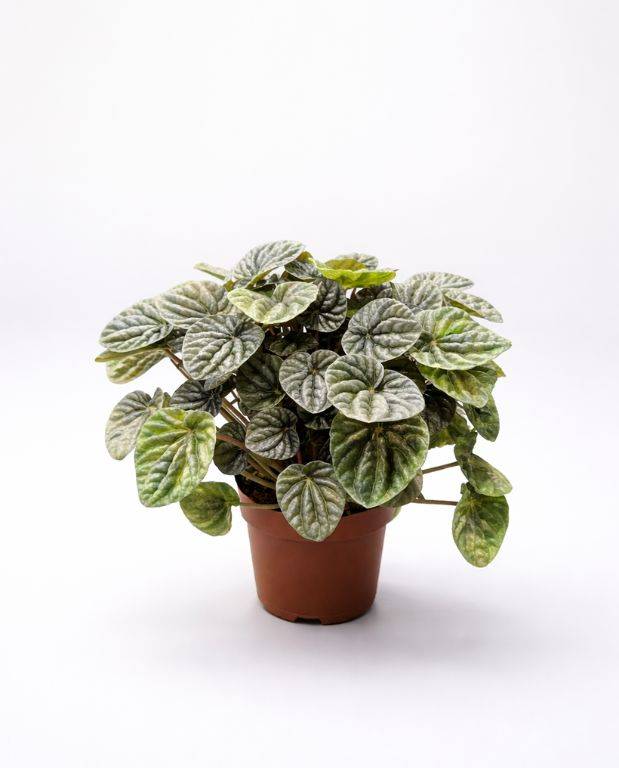 Peperomia Carperata Candora D. 14cm H. 15cm - Plante d'intérieur - IndoorPoppies - Image 3