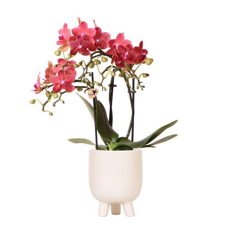 Orchidée Phalaenopsis 'Congo' rouge - Pot de 9cm - Effet travertin - Plantes d'intérieur - Image 1