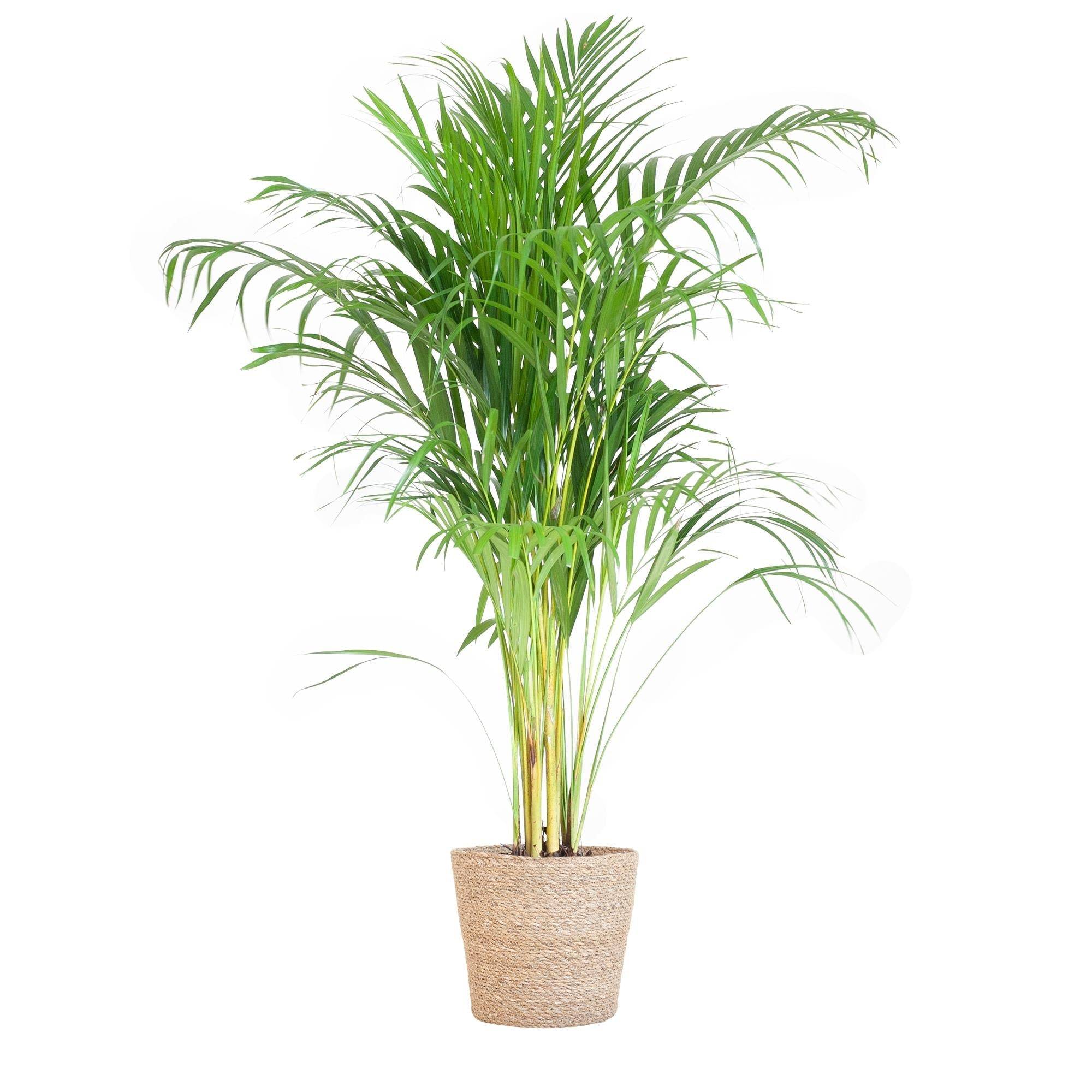 La Green Touch - Palmier Areca et son pot- La Green Touch Blanc - Hauteur 100cm - Image 2