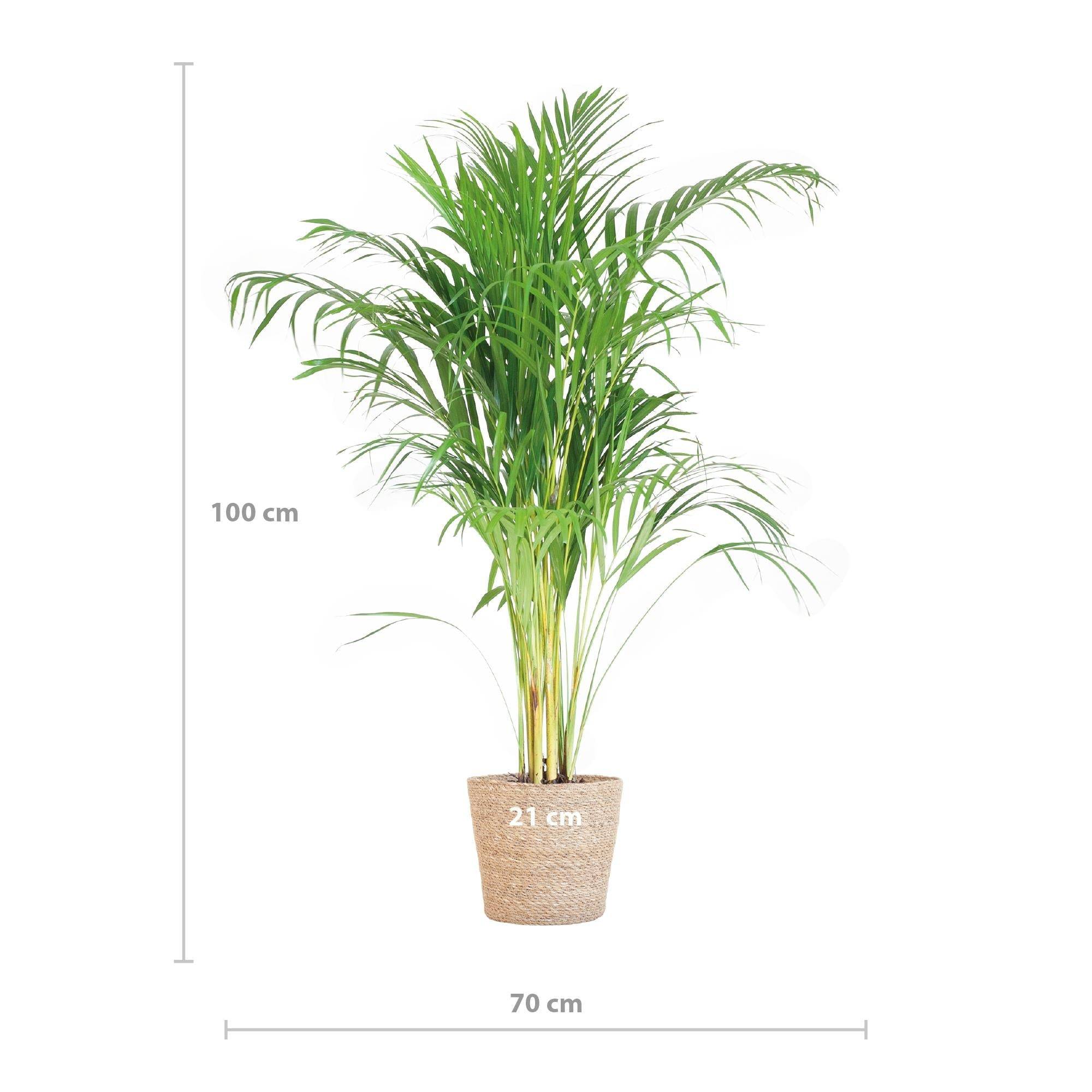 La Green Touch - Palmier Areca et son pot- La Green Touch Blanc - Hauteur 100cm - Image 3