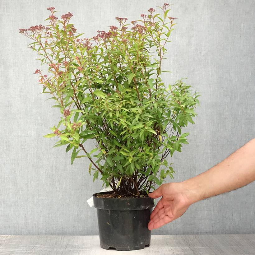 Promesse de Fleurs - Spirée japonaise - Spiraea japonica Dart's Red Pot de 3L/4L - Image 2
